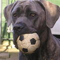 Cane Corso