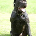 Cane Corso