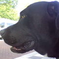 Cane Corso