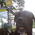 Cane Corso