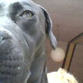 Cane Corso