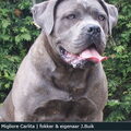 Cane Corso
