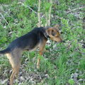 Boerenfox