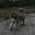 Lagotto Romagnolo