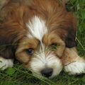Tibetaanse Terrier