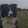 Australian Shepherd