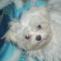 Maltezer