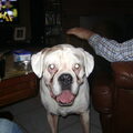 Boxer