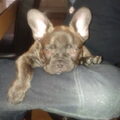 Franse Bulldog