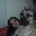 Dogo Canario