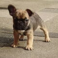 Franse Bulldog