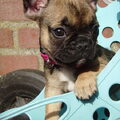 Franse Bulldog