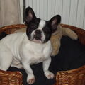 Franse Bulldog