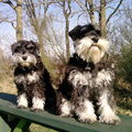Schnauzer