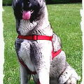 American Akita