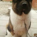 American Akita