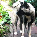 American Akita