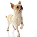 Chihuahua, korthaar