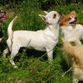 Chihuahua, korthaar