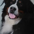 Berner Sennenhond