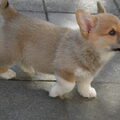 Welsh Corgi Pembroke