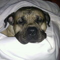 Dogo Canario