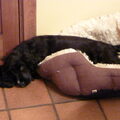 Engelse Cocker Spaniel