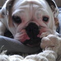 Engelse Bulldog
