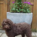 Labradoodle