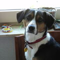 Foxterrier, gladhaar