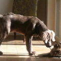 Weimaraner