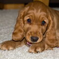 Engelse Cocker Spaniel