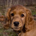 Engelse Cocker Spaniel
