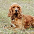 Engelse Cocker Spaniel