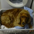 Engelse Cocker Spaniel