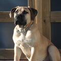 Boerboel