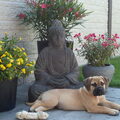 Boerboel
