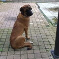 Anatolische herder