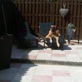 Anatolische herder