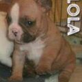 Franse Bulldog