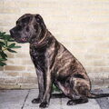 Dogo Canario
