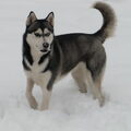 Siberische Husky