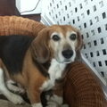 Beagle Harrier