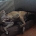 Mastiff