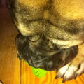 Mastiff