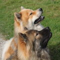 Eurasier