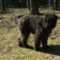 Bouvier des Flandres