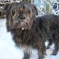 Pyrenese Herdershond