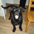 Zwarte Russische Terrier