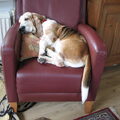 Basset Hound